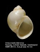 Amauropsis islandica